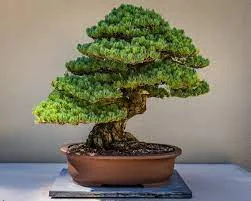 Ficus